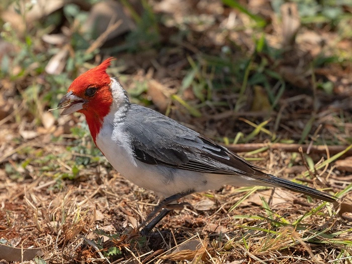 birds of kauai