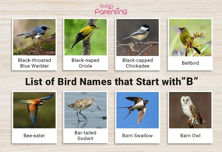 Birds Starting with B: Bold, Brilliant, and Astonishing birds that start with b