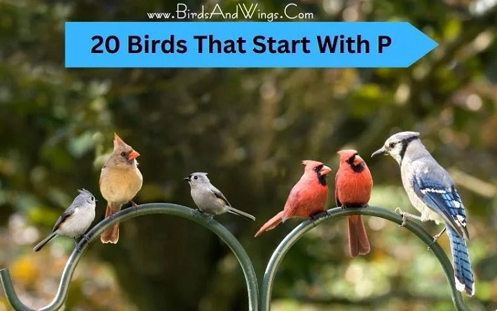 Birds beginning with P: The Complete List birds that start with p 1
