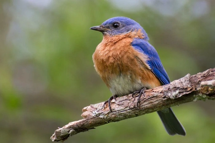 birds with orange chestd