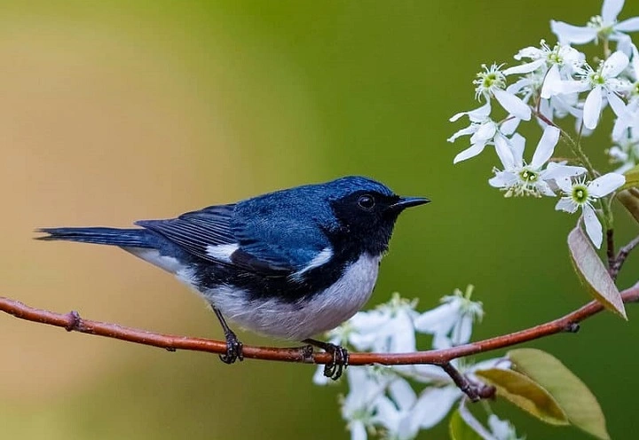 Blue Birds of Colorado: A Complete Guide blue birds in colorado 1