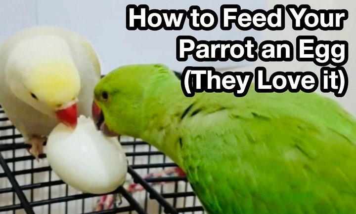 Can Birds Eat Eggs? Revealing Diet, Danger, and Instinctual Behavior can birds eat eggs 1