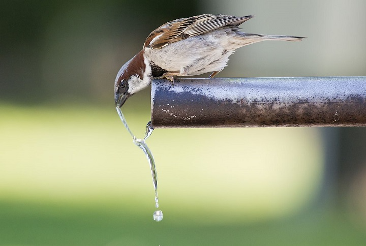 Do Birds Drink Water? A Complete Guide to Avian Hydration do birds drink water