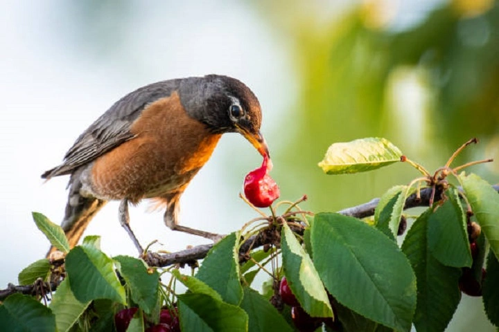 Do Birds Eat Fruit? The Ultimate Guide do birds eat fruit