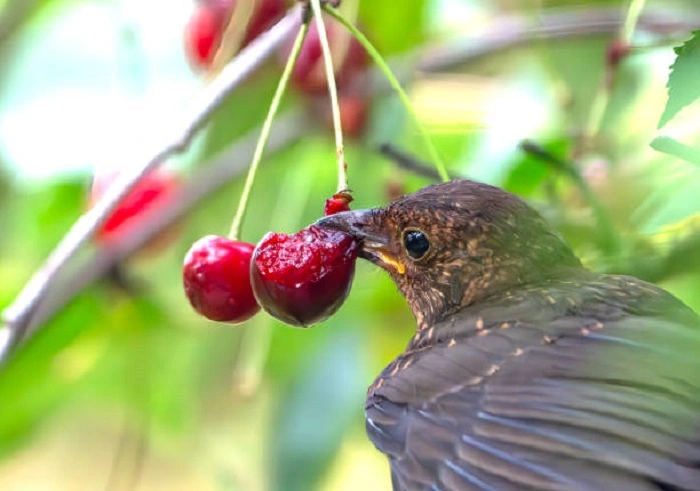 do birds eat fruitdgry