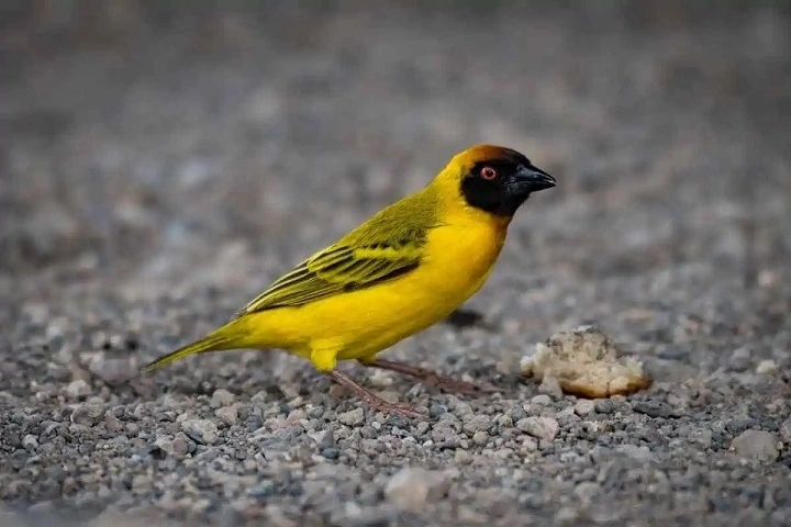 Do Birds Eat Rocks? A Complete Guide to Grit, Digestion, and Survival do birds eat rocks 1