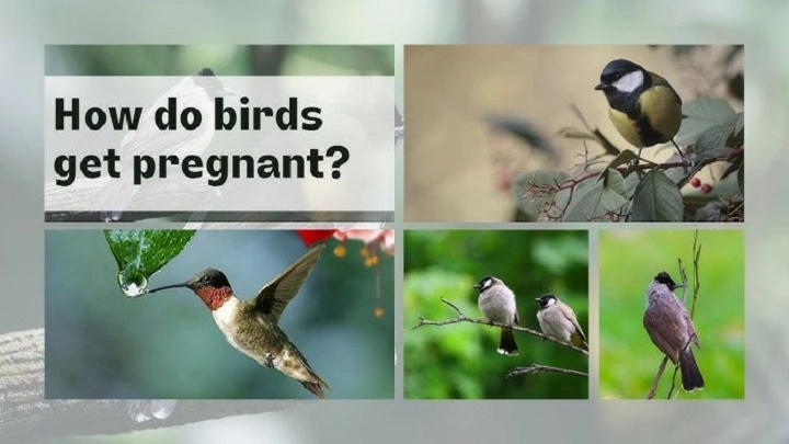 Do Birds Get Pregnant? Understanding How Birds Reproduce do birds get pregnant