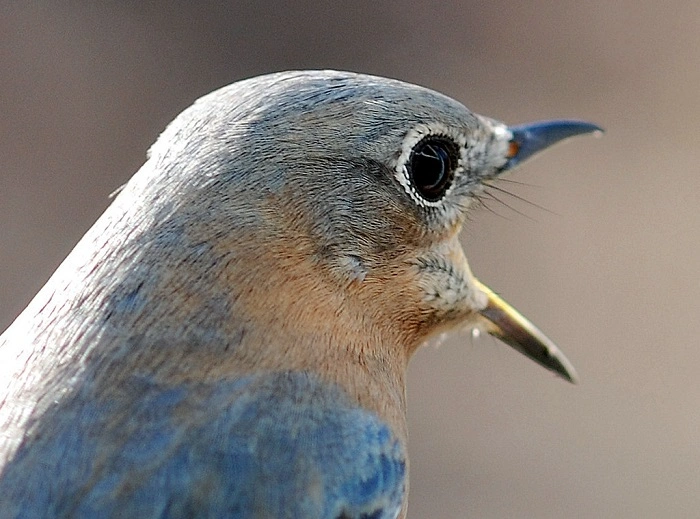 do birds have eyelashes