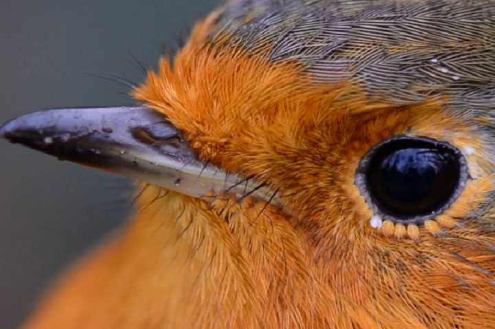 Do Birds Have Eyelashes? The Definitive Guide do birds have eyelashessss