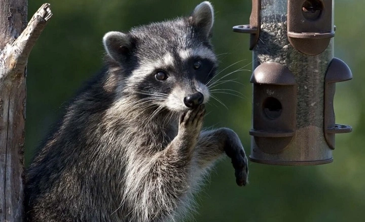 Do Raccoons Eat Birds? The Complete Guide to Raccoons and Feeding Them do raccoons eat birds 1