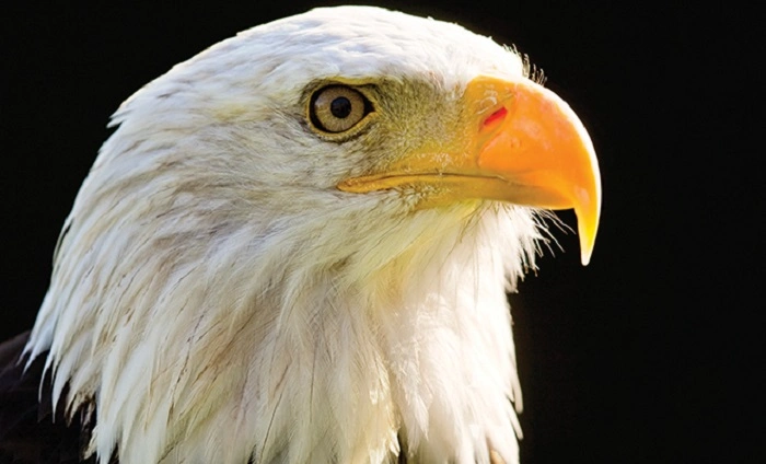 majestic birdsdfgterty